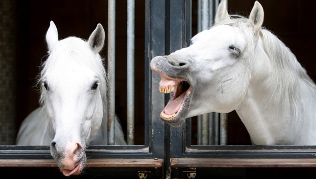Vor den edlen Pferden sollen sich Geister fürchten. (Bild: APA/GEORG HOCHMUTH)