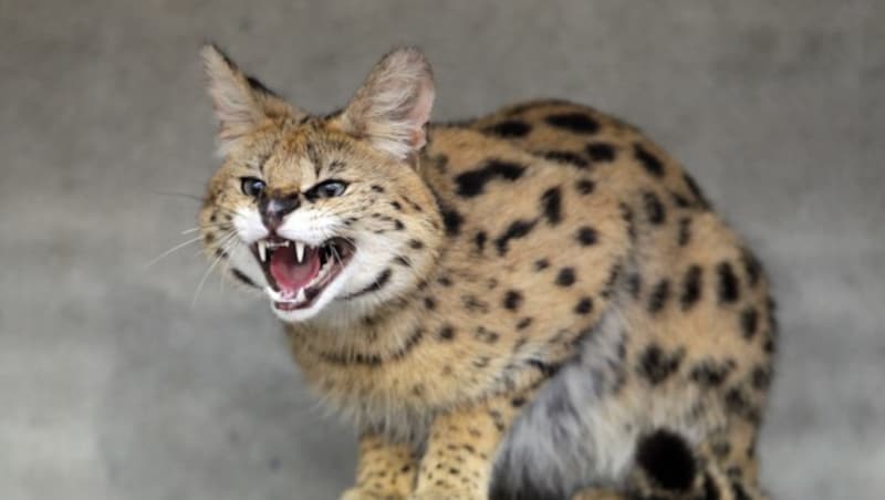 Ein Serval in freier Wildbahn wird kniehoch und bis zu zwölf Kilo schwer. (Bild: DDP/AFP (Symbolbild))