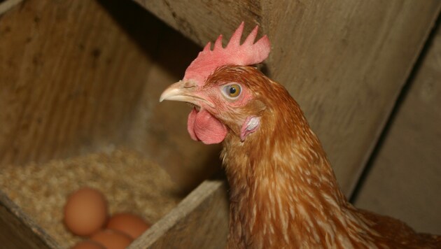 Eine Henne legt an die 250 Eier im Jahr (Bild: Claudia Terk)