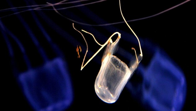 Diese Würfelqualle schwimmt im "Two Oceans Aquarium" in Kapstadt. (Bild: Nic Bothma/EPA/picturedesk.com)