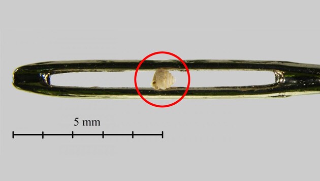 Eine Schnecke der Art Angustopila dominikae in einem Nadelöhr (Bild: Dr. Barna Páll-Gergely und Nikolett Szpisjak)