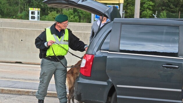 Hundeführer Peter Cech lässt seinen Schwammerl-Suchhund "Santos" in einem Kofferraum schnüffeln. (Bild: Hannes Wallner)
