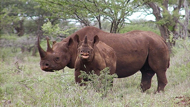 Spitzmaulnashörner, auch Schwarze Nashörner (Black Rhinos) genannt (Bild: AP)