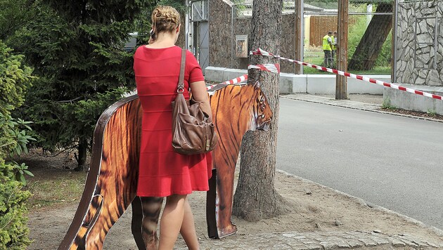 Eine Reporterin an der Absperrung beim Tigergehege (Bild: AP)
