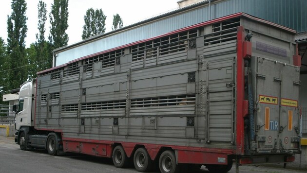 Der Amtstierarzt war fassungslos, als er in einem Tiertransporter wie diesem verletzte Rinder fand. (Bild: kba (Symbolbild))