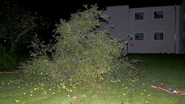 Der gesprengte Apfelbaum in Unna (Bild: Kreispolizeibehörde Unna)