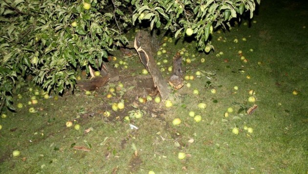 Der gesprengte Apfelbaum in Unna (Bild: Kreispolizeibehörde Unna)