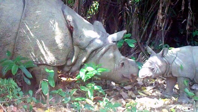 Eines der drei neu entdeckten Java-Nashorn-Kälber auf Java (Bild: Indonesian Environment Ministry)