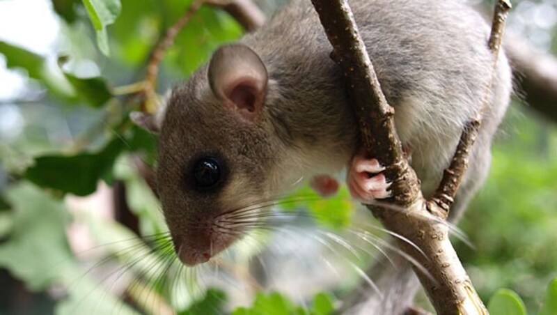 A dormouse is said to be the cause of the power failure. (symbolic image) (Bild: Claudia Bieber/Vedmeduni Wien)