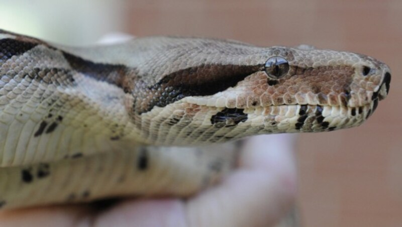 Eine solche Schlange, eine Boa Constrictor, wurde in Nenzing gefunden. (Bild: APA/dpa/Holger Hollemann (Symbolbild))