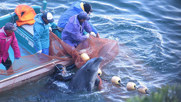 Anfang September hat an Japans Küsten wieder die Jagd auf Delfine und andere kleine Walarten begonnen. (Bild: APA/EPA/Sea Shepherd)