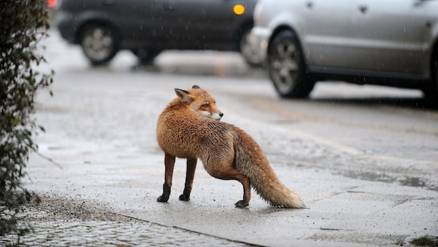 Ein ausgewachsener Fuchs mitten in der Stadt (Bild: APA/dpa/Jörg Carstensen (Symbolbild))