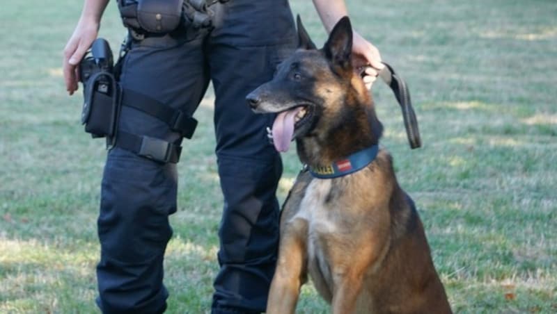 Polizeihund "Iceman" fasste den Schlepper. (Bild: Polizei)