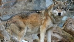 Im Bezirk Innsbruck-Land soll ein Wolf erlegt werden.
