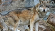 Das Land Tirol hat eine Abschussverordnung für einen Risikowolf im Oberland erlassen.