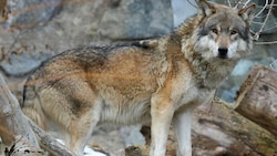 Tirols Jäger sind alarmiert: Sie wollen nicht mit einem Fuß im Kriminal stehen, wenn sie sich an ...