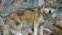 Tirols Jäger sind alarmiert: Sie wollen nicht mit einem Fuß im Kriminal stehen, wenn sie sich an der Jagd auf Wölfe beteiligen. Sie warten gebannt auf den Abschussbescheid. (Bild: Christof Birbaumer (Symbolbild))