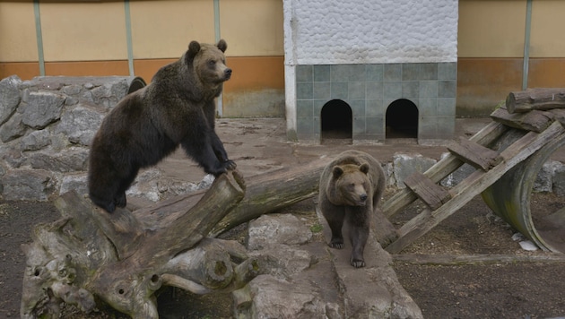 Diese Bären leben noch im Tierpark Enhagen - aber sie müssen bald weg... (Bild: Jack Haijes)