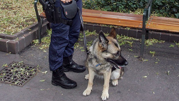 Auch Polizeihunde waren bei der Suche mit dabei. (Bild: Andi Schiel (Symbolbild))