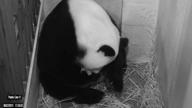 Pandadame Mei Xiang hält eines ihrer Jungen in den Pfoten. (Bild: APA/EPA/SMITHSONIAN'S NATIONAL ZOO)