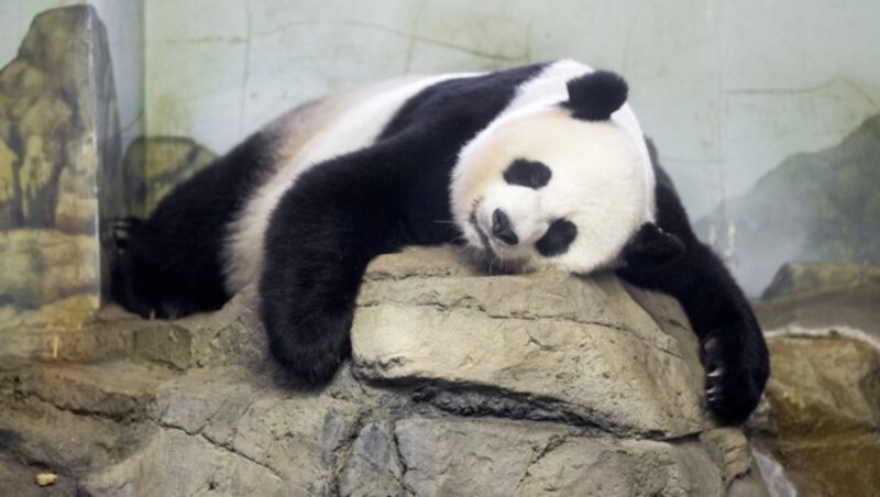 Pandadame Mei Xiang genießt die letzten Tage ihrer Schwangerschaft. (Bild: APA/EPA/MICHAEL REYNOLDS)