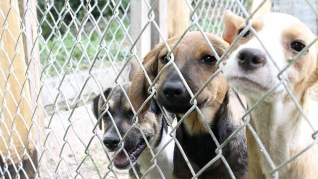 Viele der 250 Straßenhunde in Banovici in Bosnien sind krank. Sie brauchen dringend Medikamente. (Bild: Markus Tschepp)