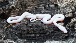 Eine Albino-Natter (Symbolbild) wurde vor einer leeren Wohnung zurückgelassen. (Bild: Werner Stangl)