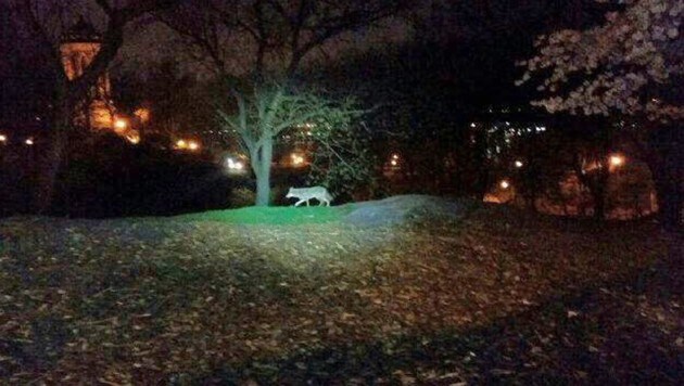 Dieses Bild zeigt einen Kojoten im Riverside Park von New York. Es wurde von Polizisten aufgenommen. (Bild: AP)