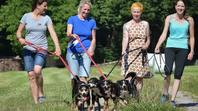 Die "Tarrenz-Hunde" haben sich bereits an Spaziergänge gewöhnt. (Bild: Tierschutzverein für Tirol/Grießenböck)