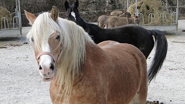 "Pia" hat viel erleiden müssen: Die schwer lungenkranke Stute kannte nicht einmal andere Pferde! (Bild: Purzel & Vicky)