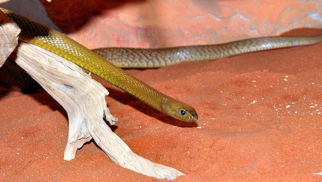 Inland-Taipane gelten überhaupt als die Schlangen mit dem stärksten Gift. (Bild: Günther Hulla)