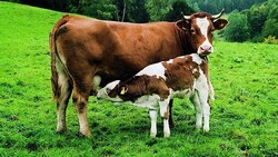 Für manche Landwirte ist eine Kuh nur eines: eine seelenlose Milchproduktionsmaschine. (Bild: Vier Pfoten)