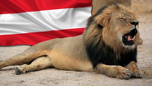Der berühmte Löwe "Cecil" fiel einem US-amerikanischen Zahnarzt zum Opfer. (Bild: thinkstockphotos.de, APA/EPA/Zimbabwe Parks and WMA)