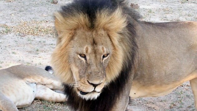"Cecil" war der Star des Hwange National Park in Simbabwe. (Bild: AP)