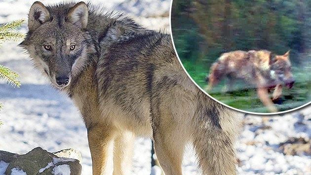 In der Steiermark läuft die Suche nach Wolf "Fritzi". (Bild: Wilder Berg Mautern, Kronen Zeitung)