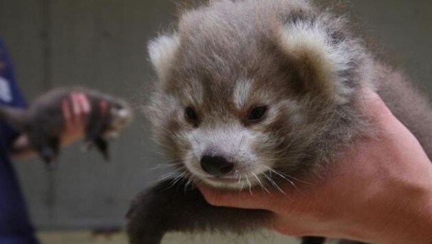 Die Rote-Panda-Babys müssen ohne Mutter aufwachsen und werden jetzt von Menschenhand aufgezogen. (Bild: Zoo Salzburg)