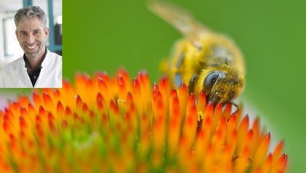 Für Allergiker lebensbedrohlich: Der Stich einer Wespe führt zu Kreislaufversagen und Atemnot. (Bild: Andreas Tischler, Dr. Andreas Schnabl)