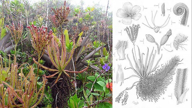 Die erste Pflanze, die auf Facebook entdeckt wurde: Drosera magnifica (Prächtiger Sonnentau) (Bild: facebook.com/Paulo Gonella)