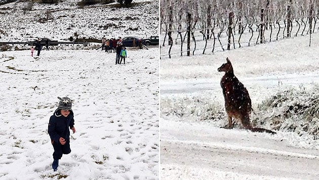 Ungewöhnliche Bilder aus Australien: Kinder spielen im Schnee, ein Känguru zeigt sich nachdenklich. (Bild: APA/EPA/DEAN LEWINS, AP)