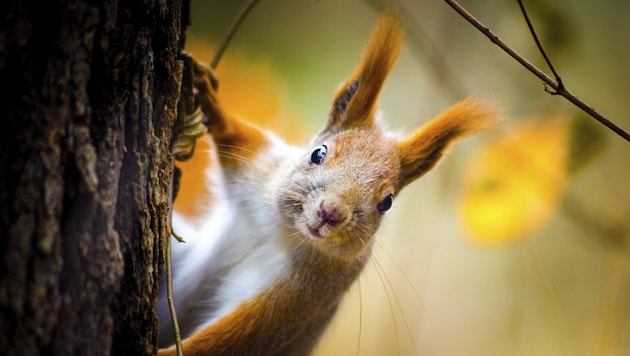 Eichhörnchen sammeln fleißig für die Wintermonate. (Bild: thinkstockphotos.de (Symbolbild))