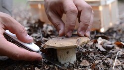 Bei selbst gesammelten Pilzen gilt: nur essen, was man ganz sicher kennt! (Bild: APA/HELMUT FOHRINGER (Symbolbild))