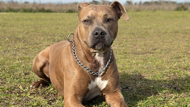 Ein Pitbull attackierte den neunjährigen Jan (Symbolbild). (Bild: thinkstockphotos.de (Symbolbild))