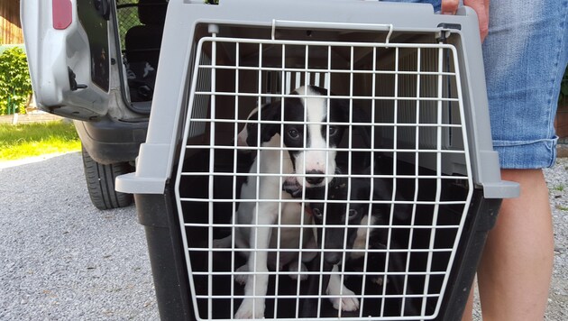 In Transportboxen wurden die ingesamt 19 Hunde ins Tierheim gebracht. (Bild: Tierschutzverein für Tirol)