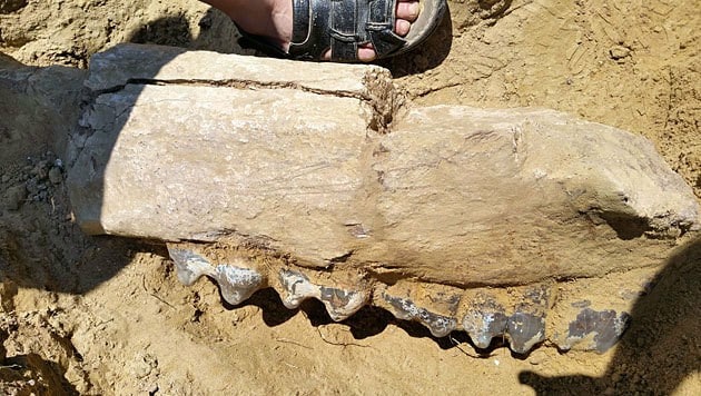 Der fossile Kiefer von Deinotherium giganteum (Bild: AFP)