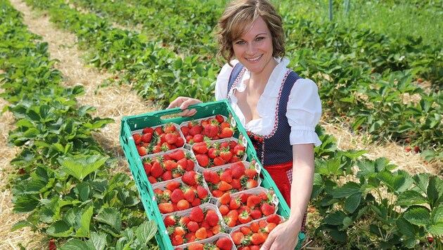Erdbeeren werden bei großer Hitze rasch faul oder schimmelig. (Bild: Gerhard Wenzel)