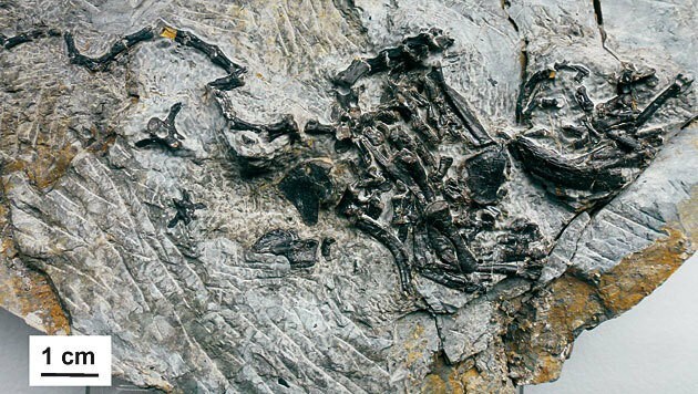 Die fossilen Überreste der Opaschildkröte (Bild: Staatliches Museum für Naturkunde in Stuttgart)