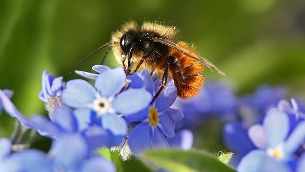 Eine gehörnte Mauerbiene sammelt auf einer Vergissmeinnicht-Blüte Nektar. (Bild: APA/dpa/Stephanie Pilick)