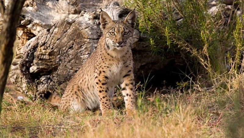 Auch der Iberische Luchs verliert zusehends an Lebensraum. (Bild: IUCN/A. Rivas)