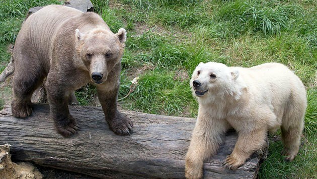 Die Hybrid-Bärin Tips (rechts) und ihr Bruder Taps (links) im Osnabrücker Zoo (Bild: APA/EPA/Frisco Gentsch)