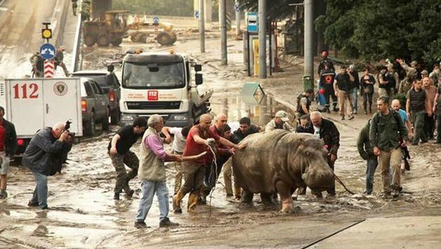 Bewohner versuchen, ein Nilpferd wieder zurück zum Zoo zu bringen. (Bild: twitter.com)
